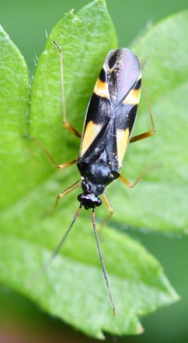 Dryophilocoris flavoquadrimaculatus